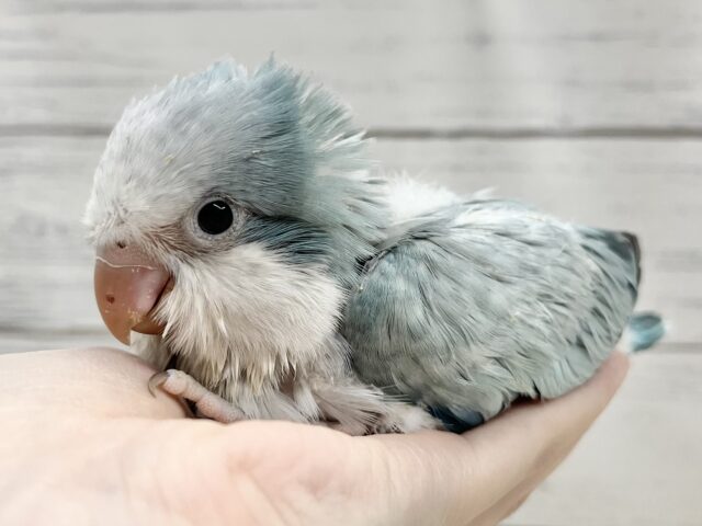 オキナインコ