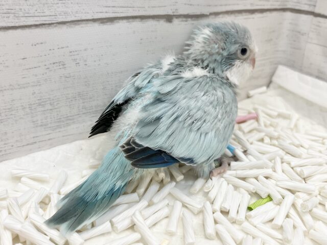オキナインコ