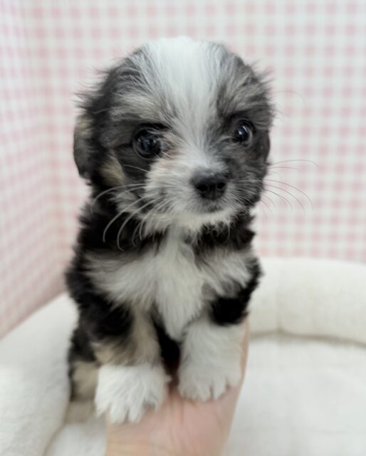 チワマル（マルチワ）