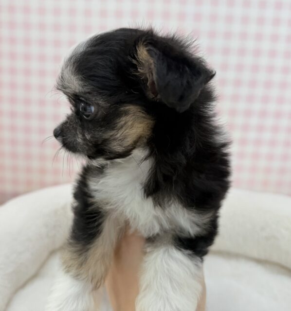 チワマル（マルチワ）