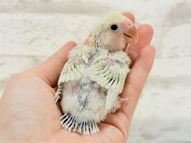 コザクラインコ（小桜インコ）
