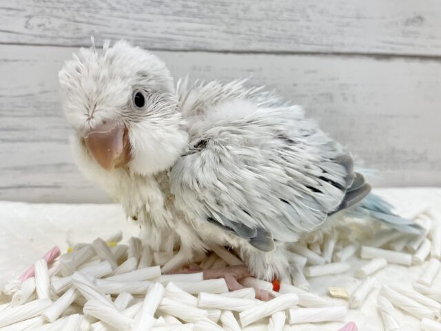 オキナインコ