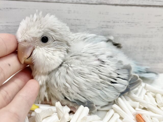 オキナインコ