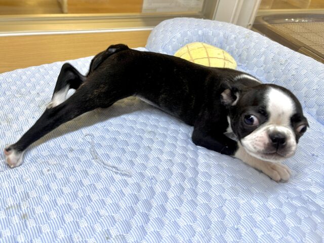 ボストンテリア