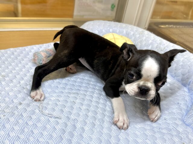 ボストンテリア