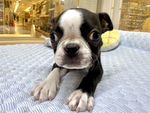 ボストンテリア