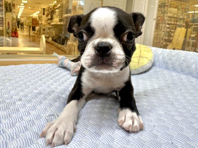 ボストンテリア