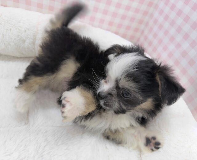 チワマル（マルチワ）