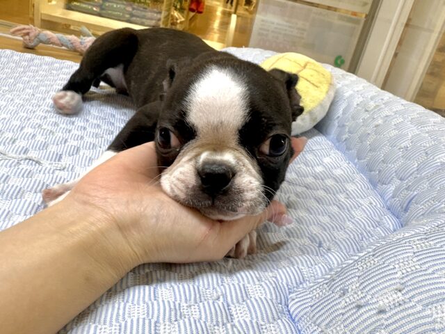 ボストンテリア