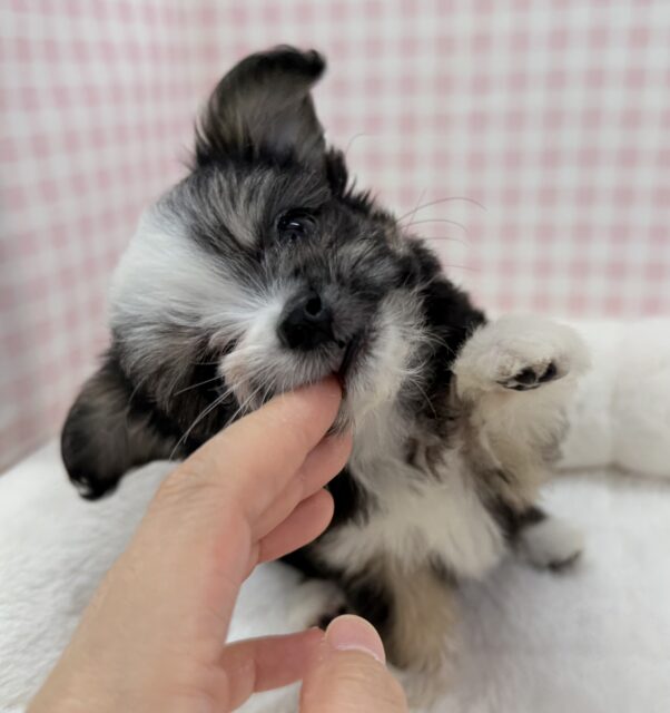 チワマル（マルチワ）