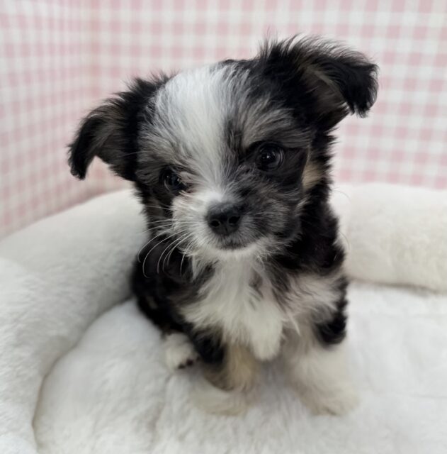 チワマル（マルチワ）