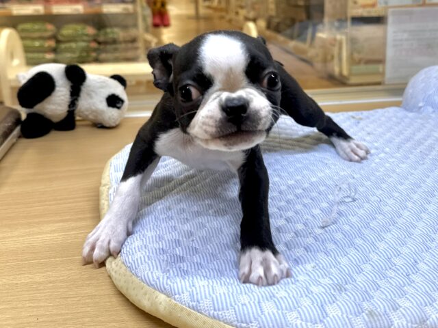 ボストンテリア