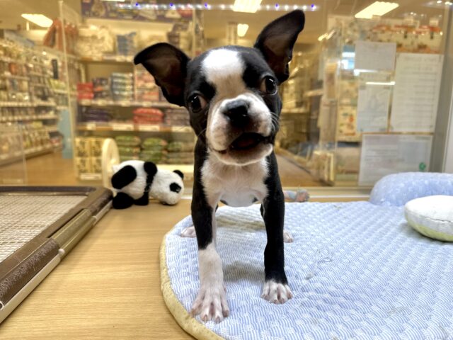 ボストンテリア