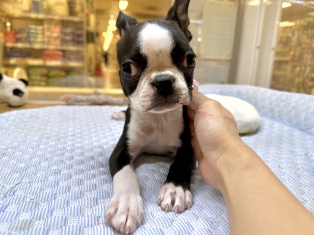 ボストンテリア