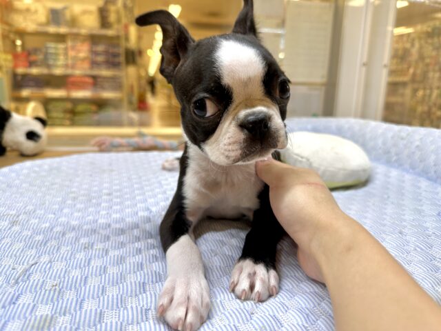 ボストンテリア