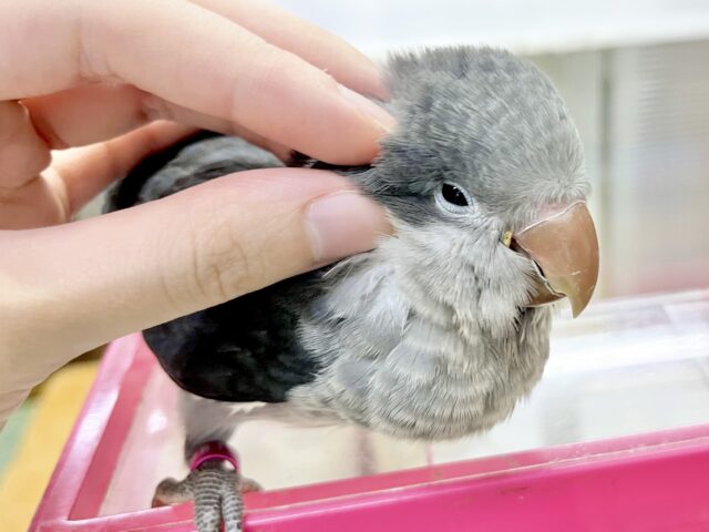 オキナインコ