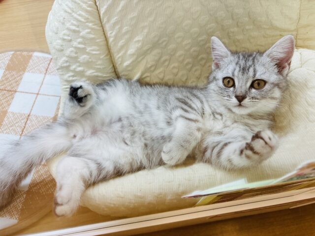 スコティッシュフォールド