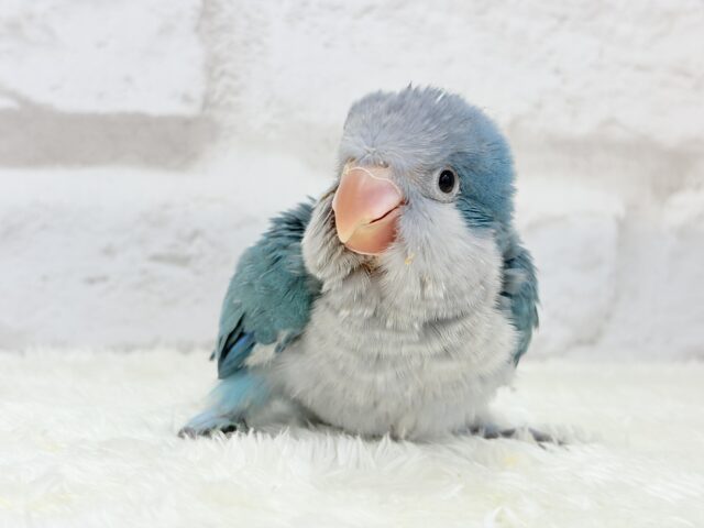 オキナインコ