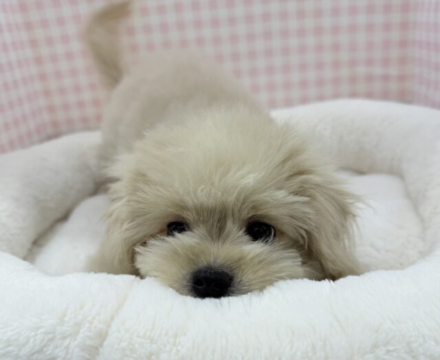 11/28最新📷どすこい体型のペキプーくん☺️ ペキプー