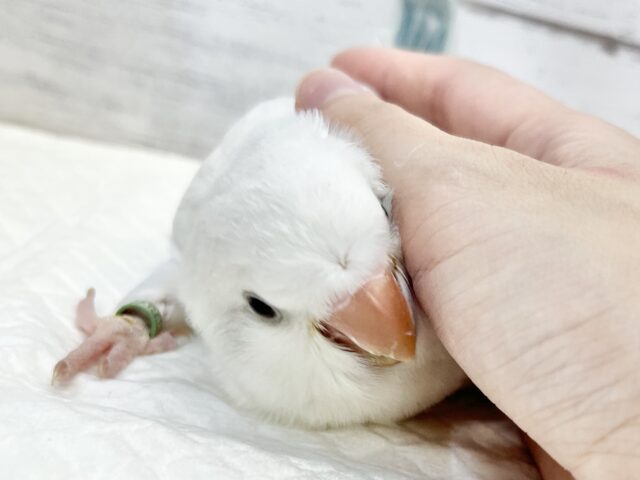 オキナインコ