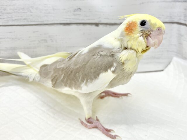 オカメインコ