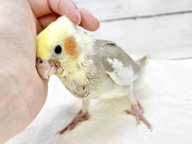 オカメインコ