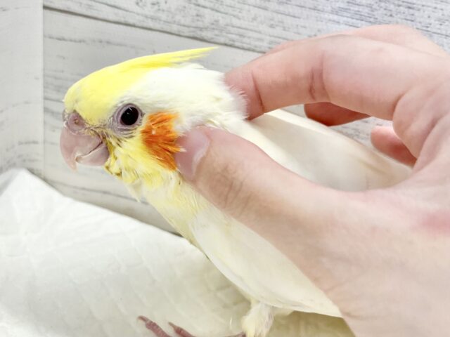 オカメインコ