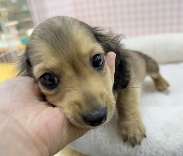 ミニチュアダックス