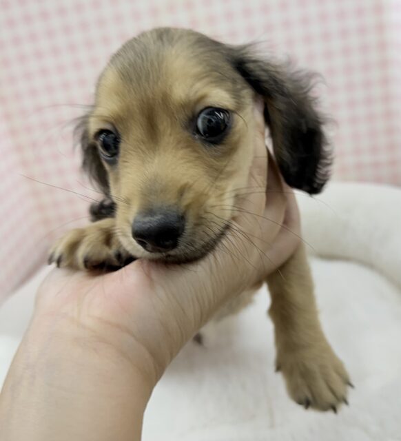 ミニチュアダックス