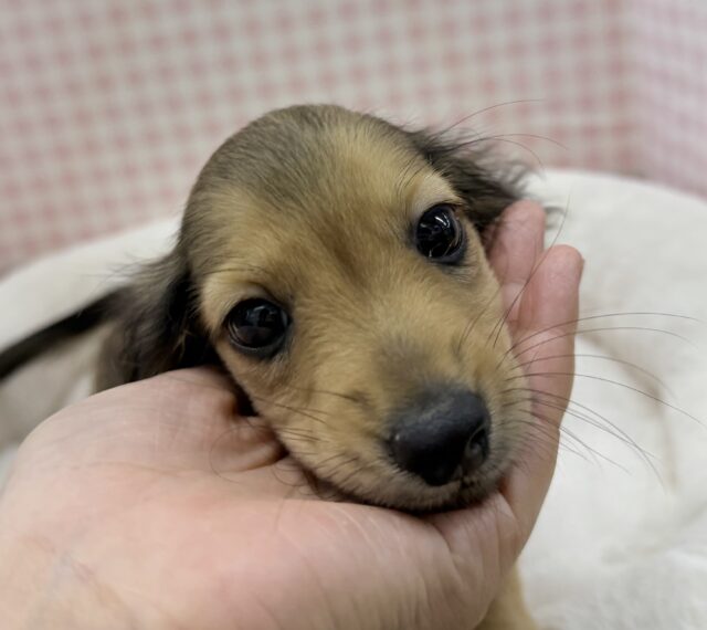 ミニチュアダックス