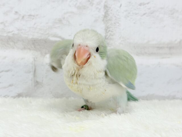 オキナインコ