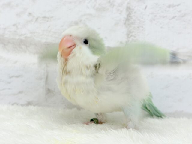 オキナインコ