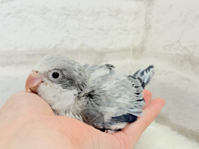 オキナインコ