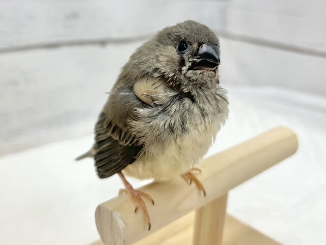 錦花鳥（キンカチョウ）