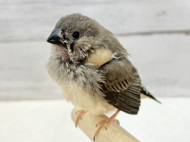 錦花鳥（キンカチョウ）