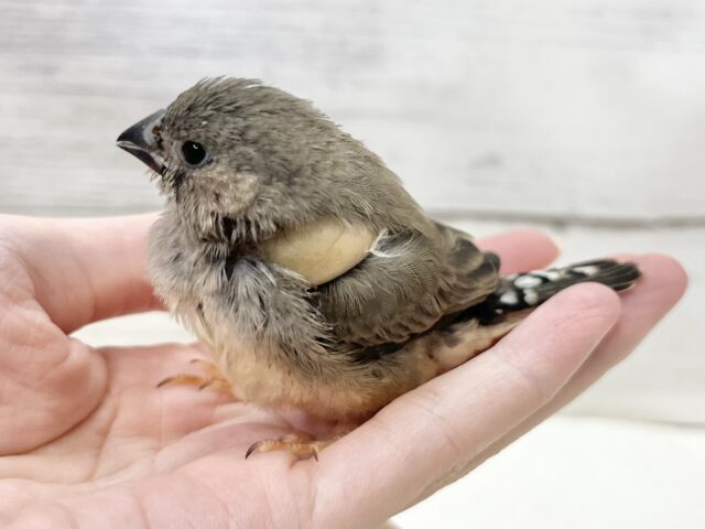 錦花鳥（キンカチョウ）