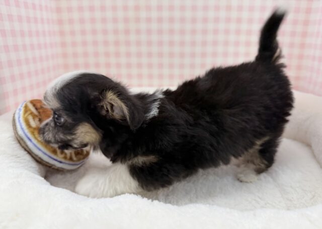 チワマル（マルチワ）