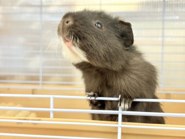 テディモルモット