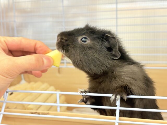 テディモルモット