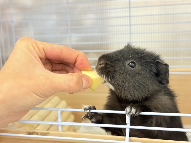 テディモルモット