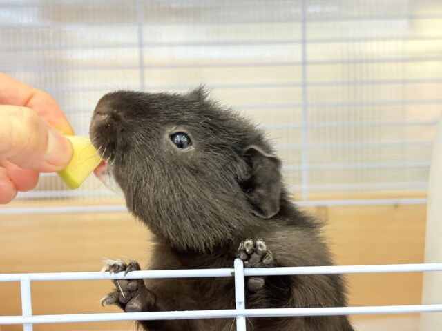 テディモルモット