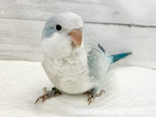 オキナインコ