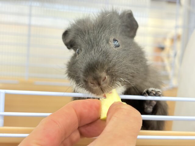 テディモルモット