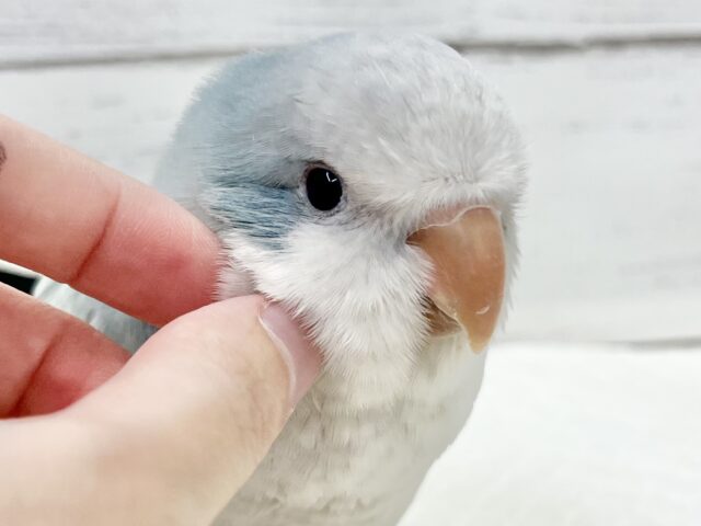 オキナインコ