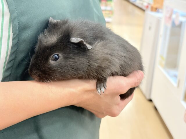 テディモルモット