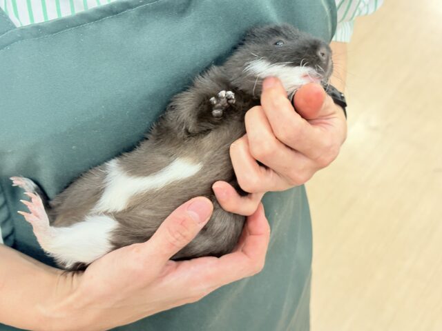 テディモルモット