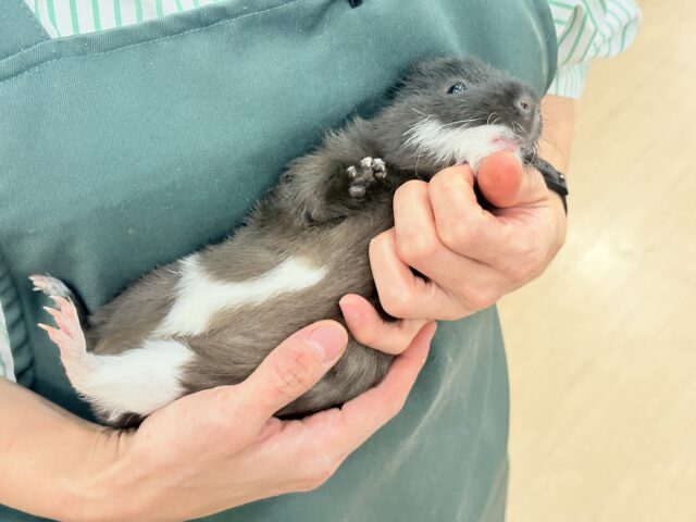 テディモルモット