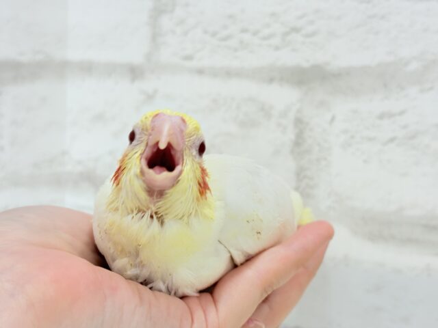 オカメインコ