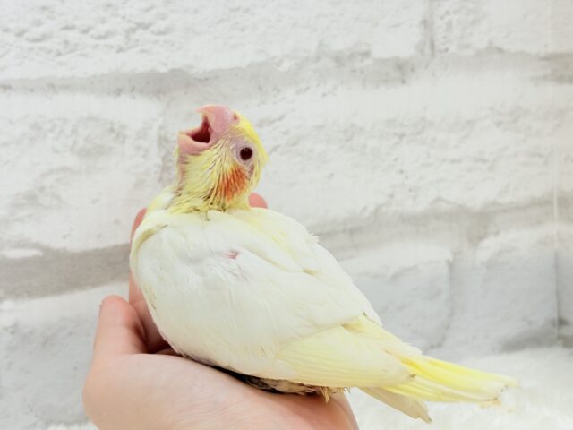オカメインコ