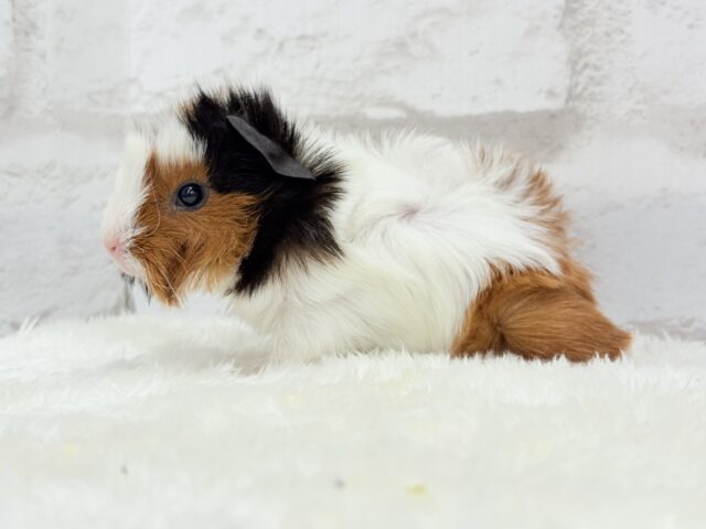 アビシニアンモルモット